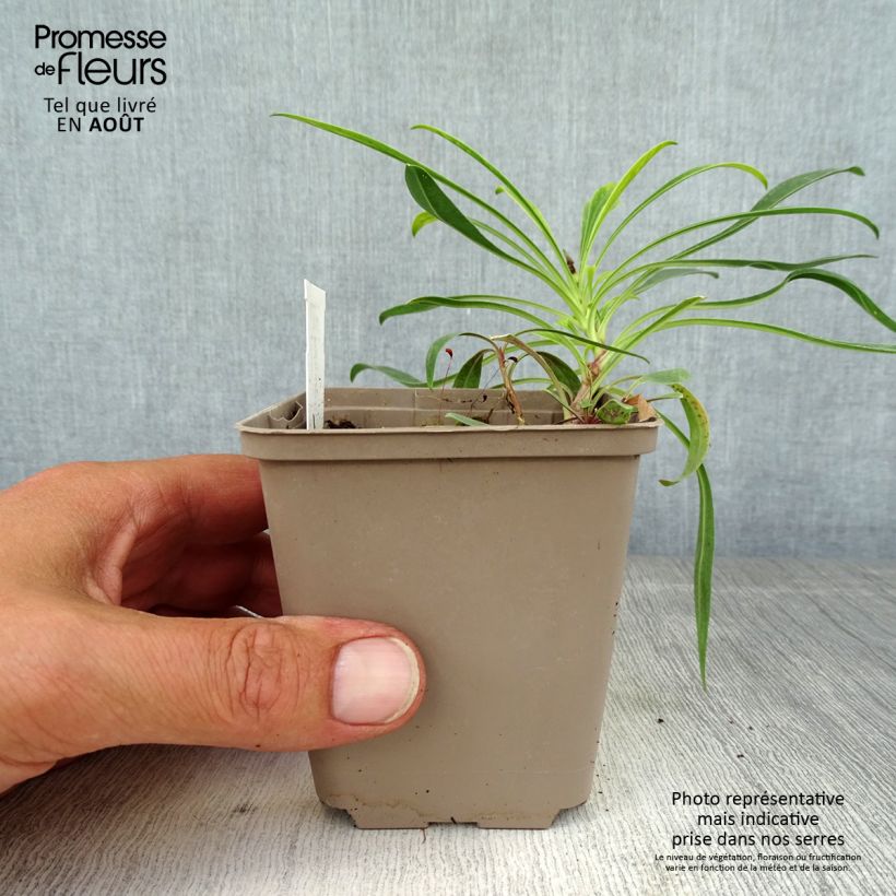 Spécimen de Penstemon strictus - Galane Godet de 8/9 cm tel que livré en été
