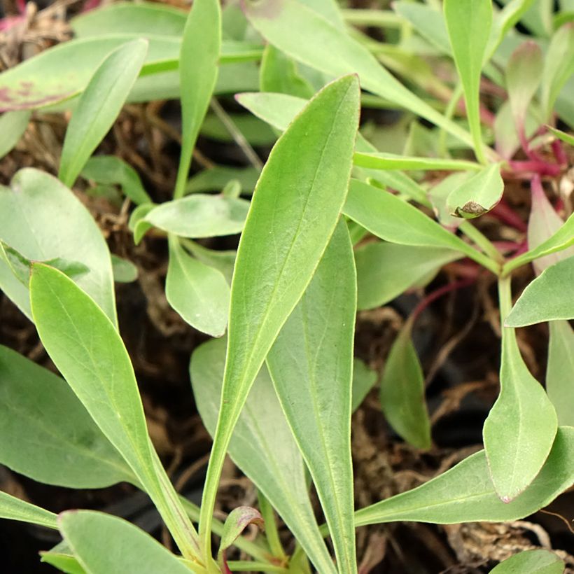 Penstemon strictus - Galane (Feuillage)