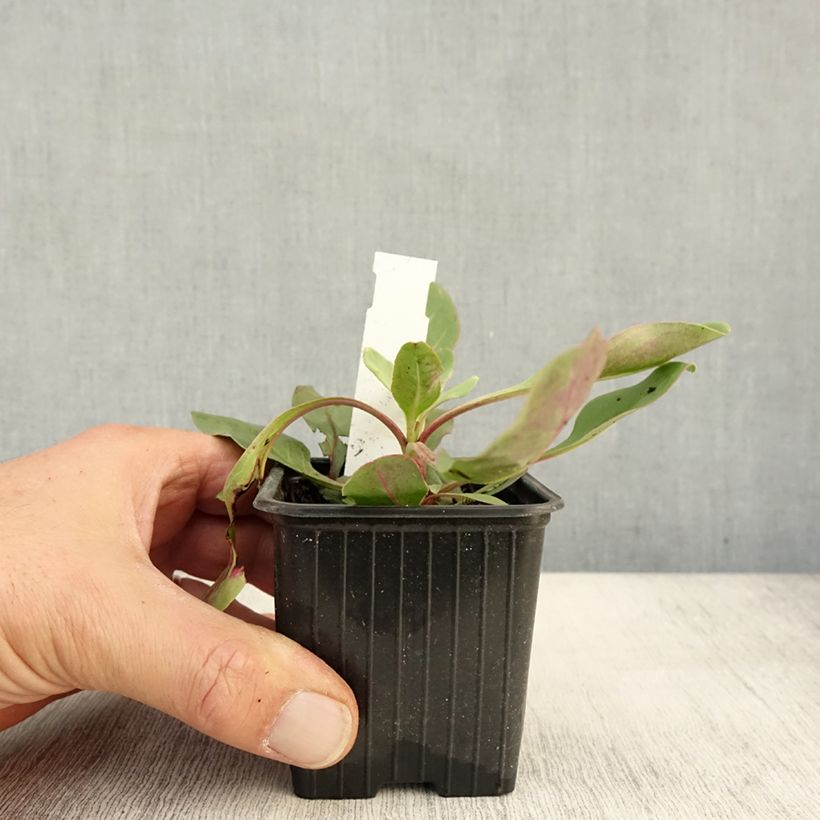 Spécimen de Penstemon superbus - Galane superbe Godet de 8/9 cm tel que livré en automne