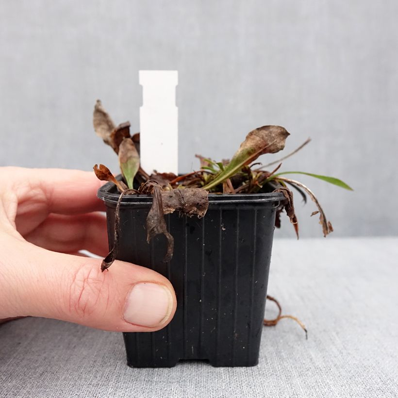 Spécimen de Penstemon virens - Galane Godet de 8/9 cm tel que livré en hiver