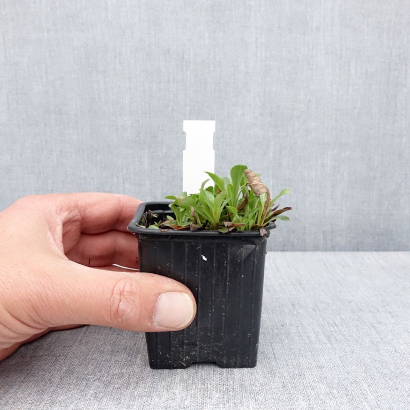 Spécimen de Penstemon virens - Galane - Godet de 8/9 cm tel que livré au printemps