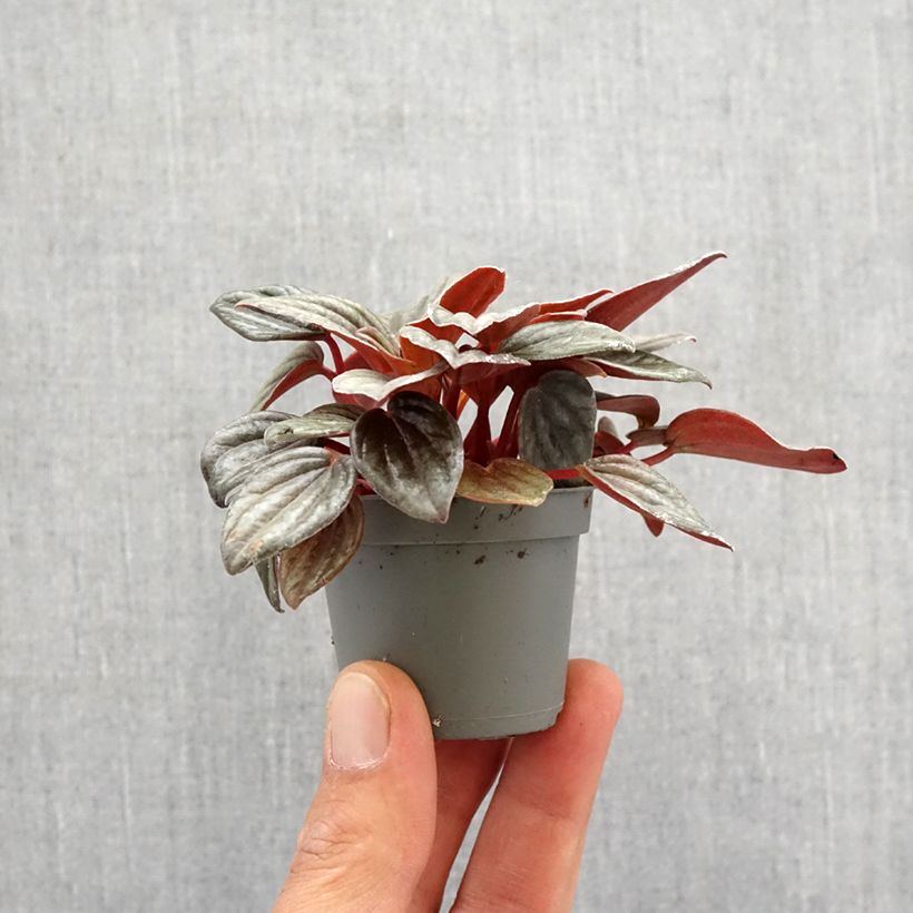 Spécimen de Peperomia albovittata Piccolo Banda Mini-plante tel que livré au printemps