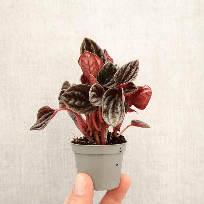 Spécimen de Peperomia caperata Montevideo Mini-plante tel que livré au printemps