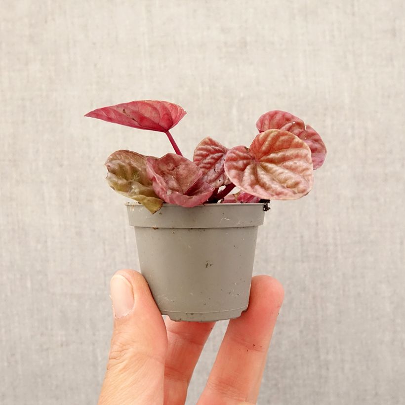Spécimen de Peperomia caperata Quito Mini-plante tel que livré au printemps