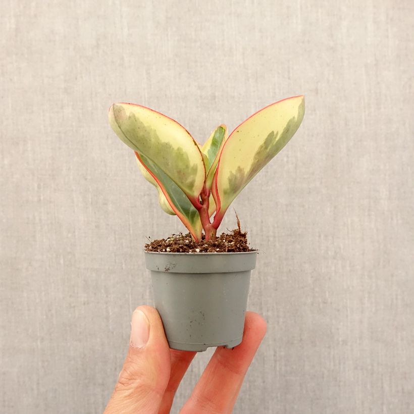 Spécimen de Peperomia clusiifolia Red Margin Mini-plante tel que livré au printemps