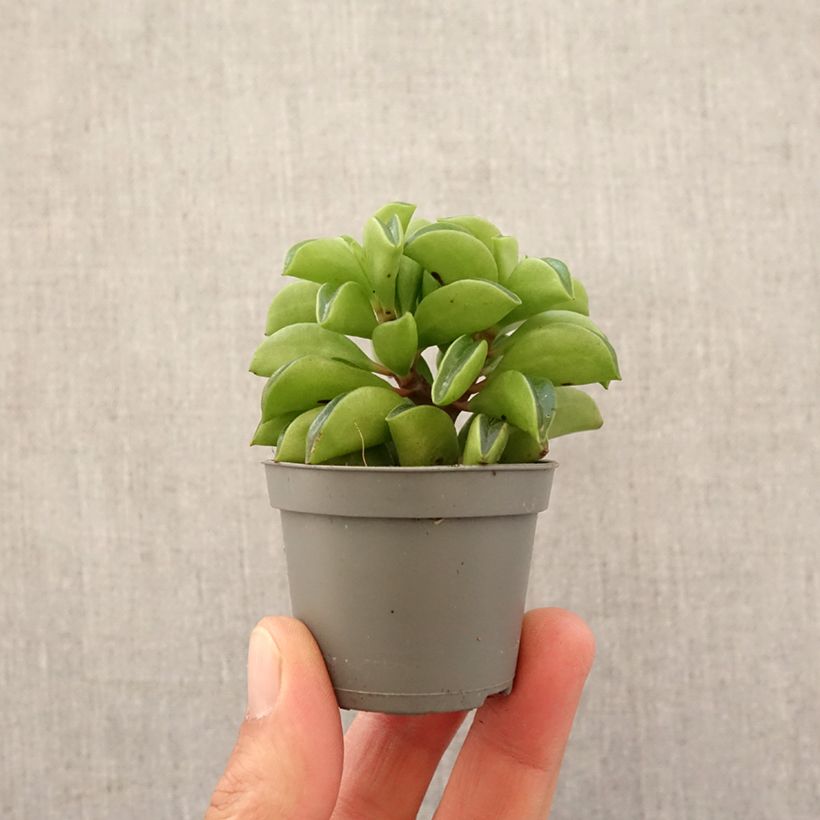 Spécimen de Peperomia Fire Sparks Mini-plante tel que livré au printemps