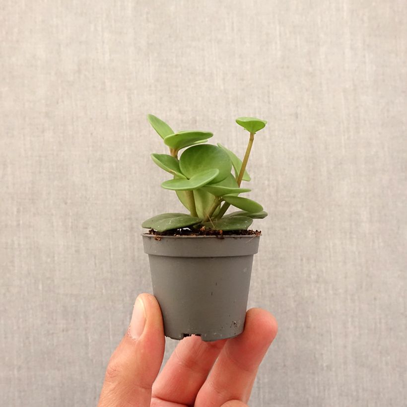 Spécimen de Peperomia Hope Mini-plante tel que livré au printemps