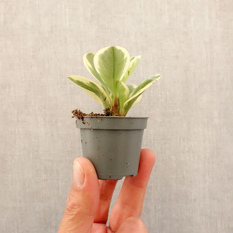 Spécimen de Peperomia obtusifolia Bicolor Mini-plante tel que livré au printemps