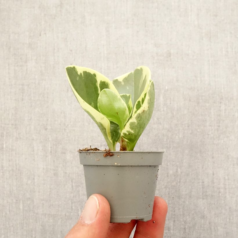 Spécimen de Peperomia obtusifolia USA Mini-plante tel que livré au printemps