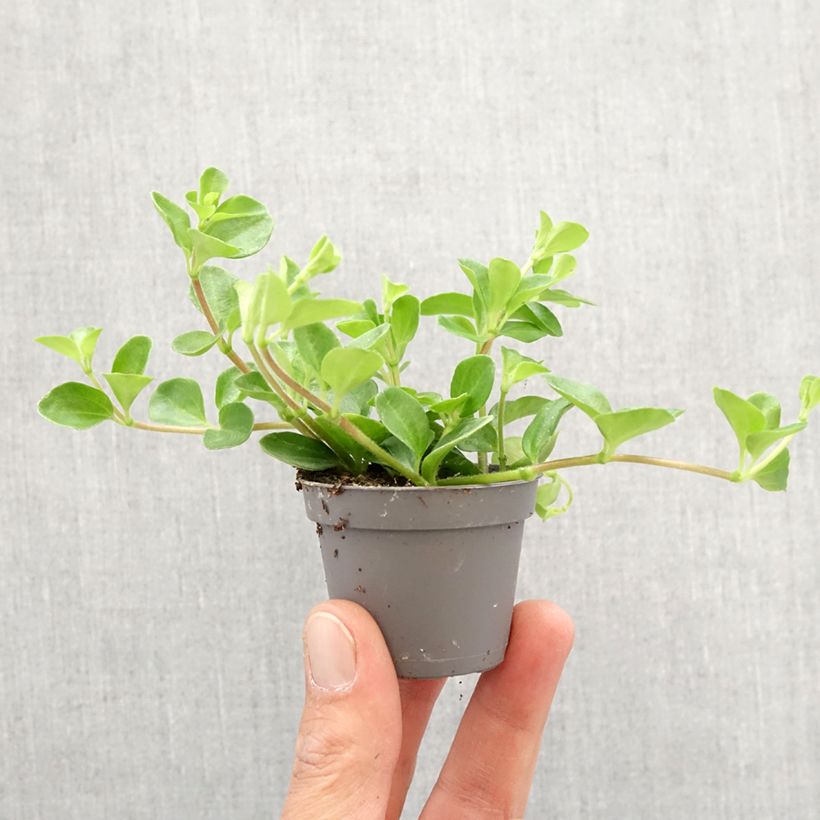 Spécimen de Peperomia rotundifolia Mini-plante tel que livré au printemps