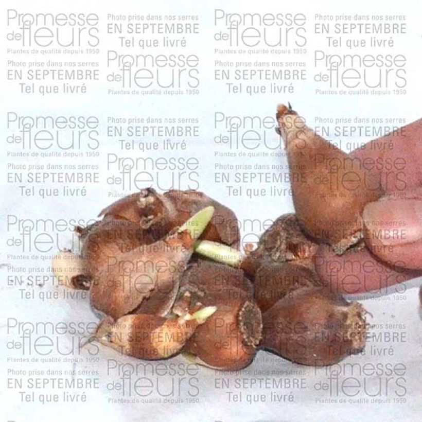 Exemple de spécimen de Perce-neige - Galanthus elwesii Bulbe tel que livré