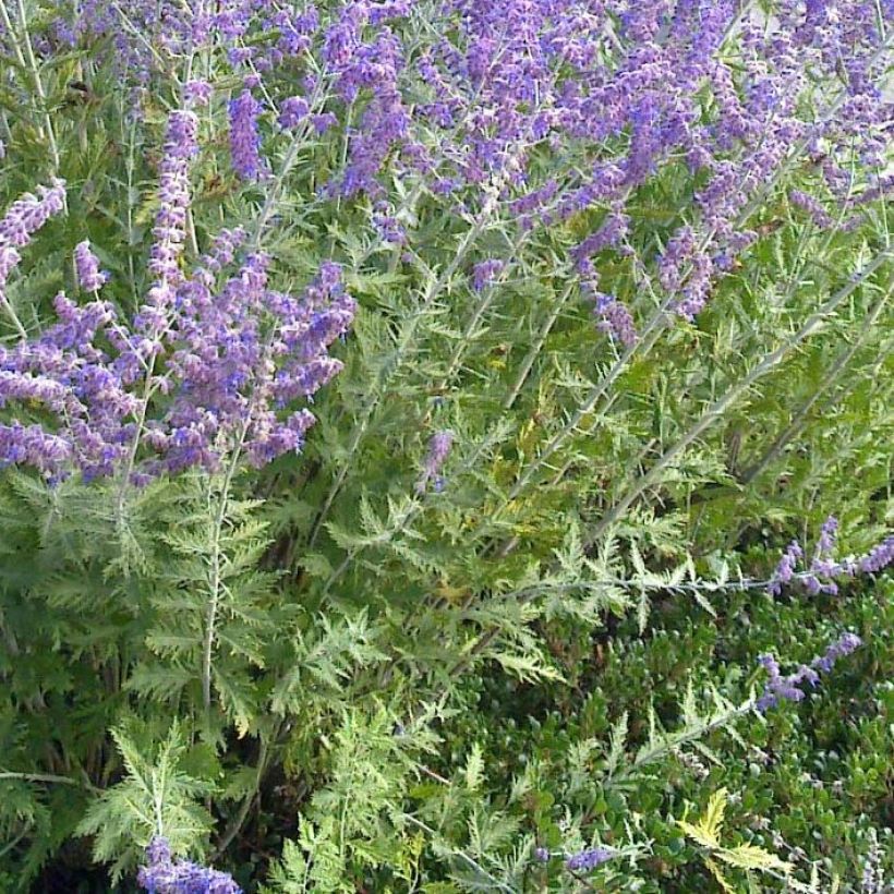 Perovskia atriplicifolia Blue Spire - Sauge de Sibérie (Feuillage)