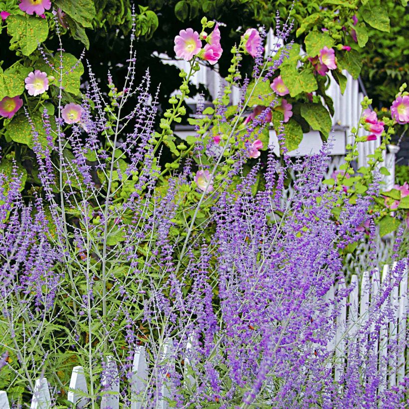 Perovskia atriplicifolia Blue Spire - Sauge de Sibérie (Floraison)