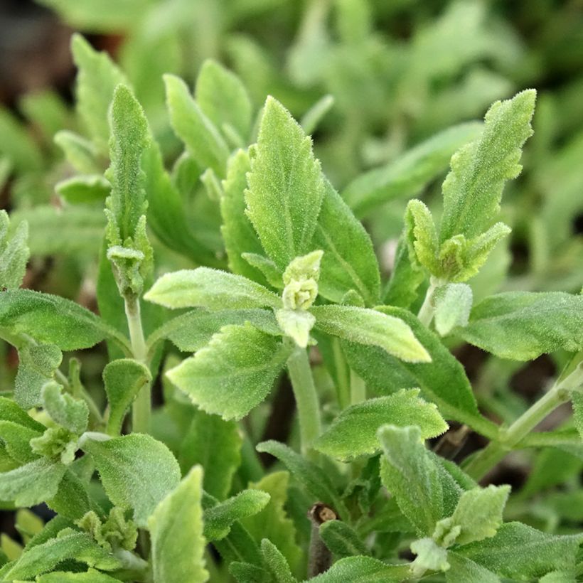 Perovskia atriplicifolia Blue Steel (Feuillage)