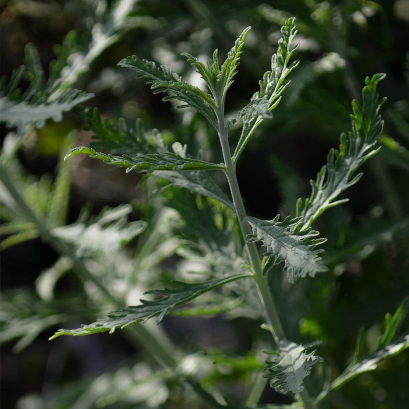 Perovskia atriplicifolia Lacey Blue (Feuillage)