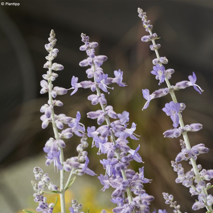 Perovskia atriplicifolia Lacey Blue (Floraison)