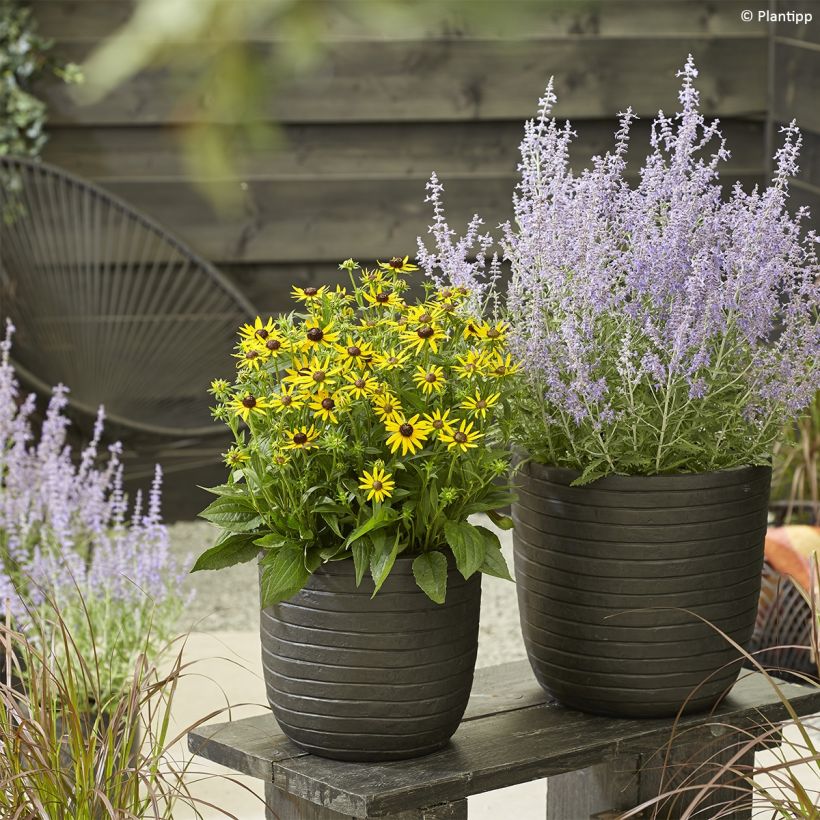 Perovskia atriplicifolia Lacey Blue (Port)