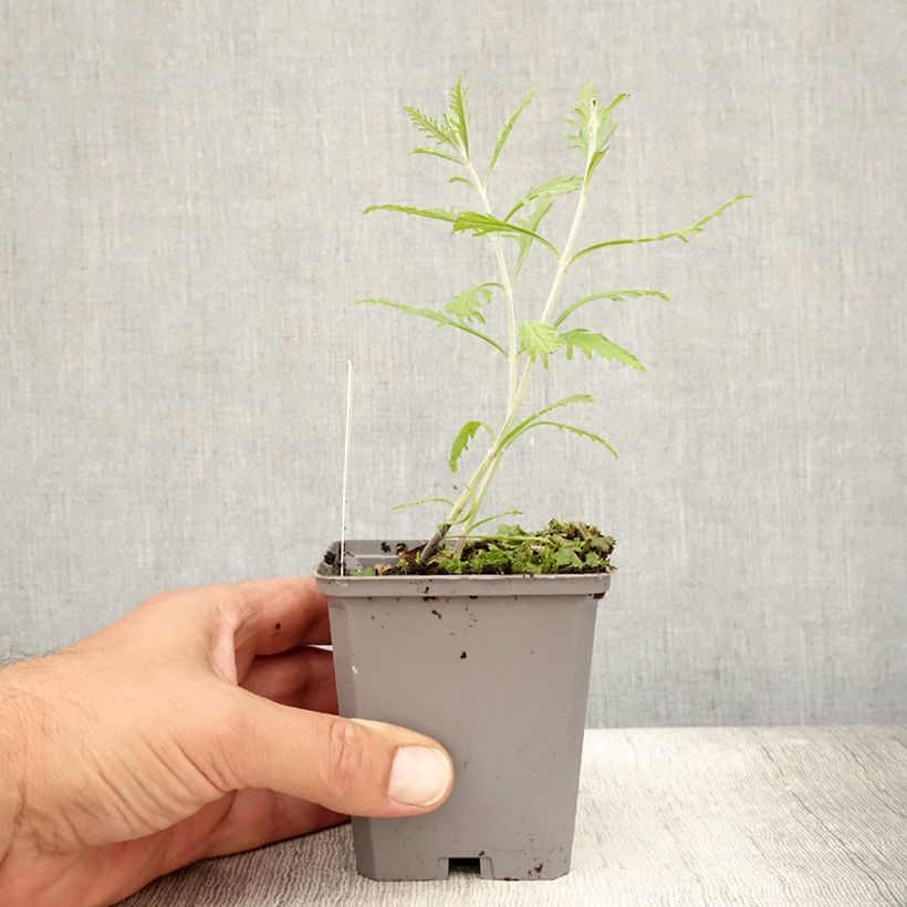 Spécimen de Perovskia atriplicifolia Lacey Blue Godet de 8/9 cm tel que livré en été