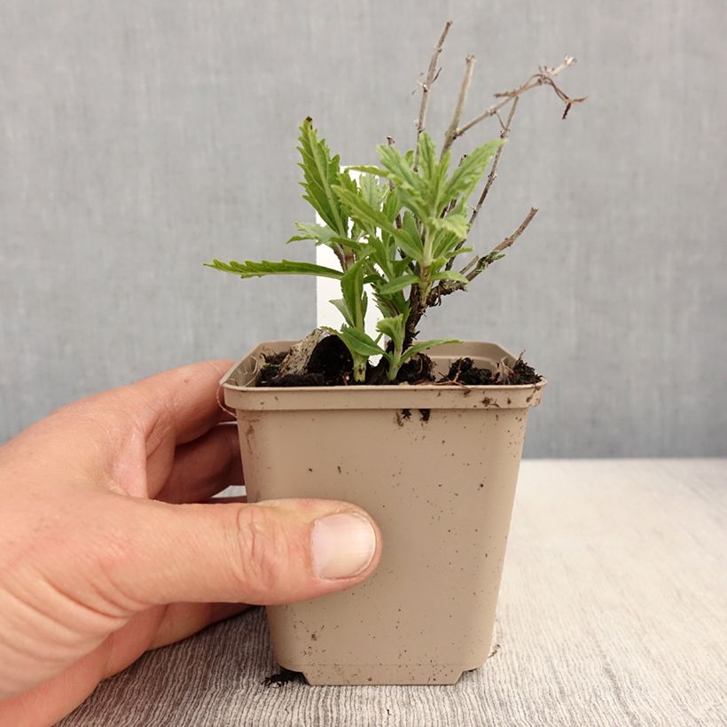 Spécimen de Perovskia atriplicifolia Lacey Blue Godet de 8cm tel que livré au printemps