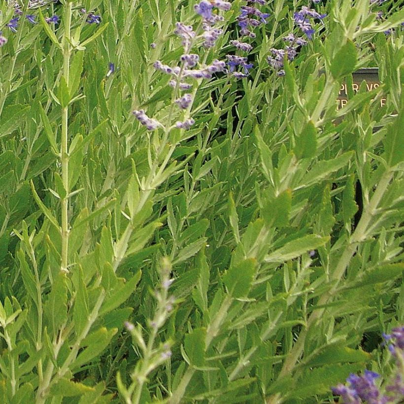 Perovskia atriplicifolia Little Spire - Sauge d'Afghanistan compacte (Feuillage)