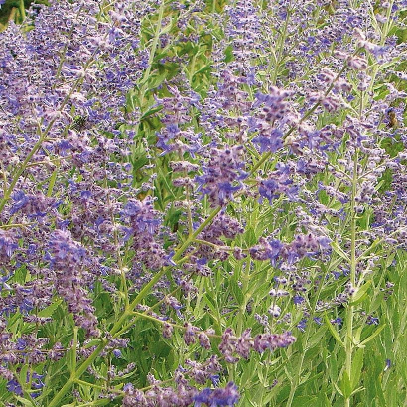 Perovskia atriplicifolia Little Spire - Sauge d'Afghanistan compacte (Floraison)