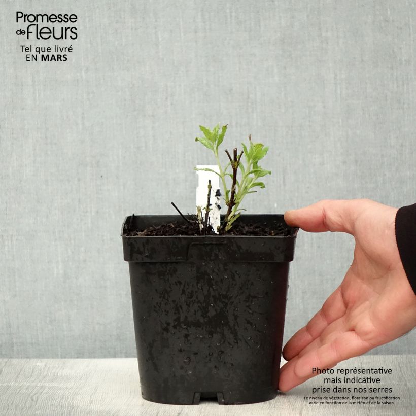 Spécimen de Perovskia atriplicifolia Little Spire - Sauge d'Afghanistan compacte Pot de 2L/3LHauteur livrée env. 20/30cm tel que livré au printemps
