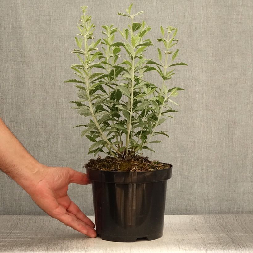 Spécimen de Perovskia Silvery Blue - Sauge d'Afghanistan Pot de 2L/3L tel que livré en été