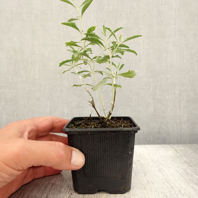 Spécimen de Perovskia Silvery Blue - Sauge d'Afghanistan Godet de 8/9 cm tel que livré en été