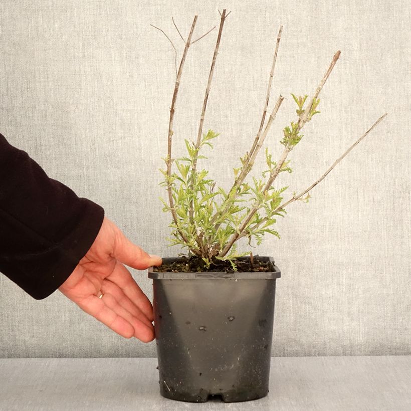 Spécimen de Perovskia Silvery Blue - Sauge d'Afghanistan pot de 2L/3L tel que livré au printemps