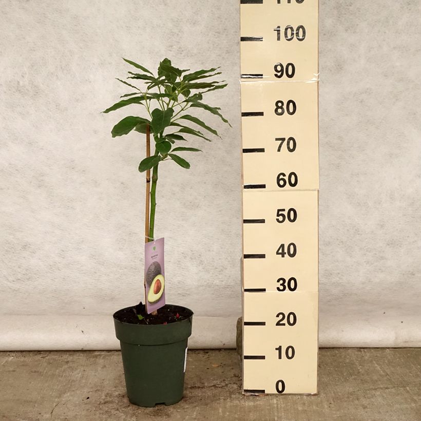 Spécimen de Persea americana Hass - Avocatier Pot de 6L/7L tel que livré en été