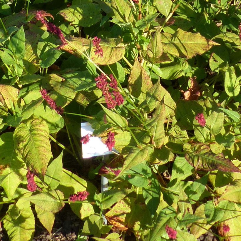 Renouée - Persicaria amplexicaulis Blackfield (Feuillage)