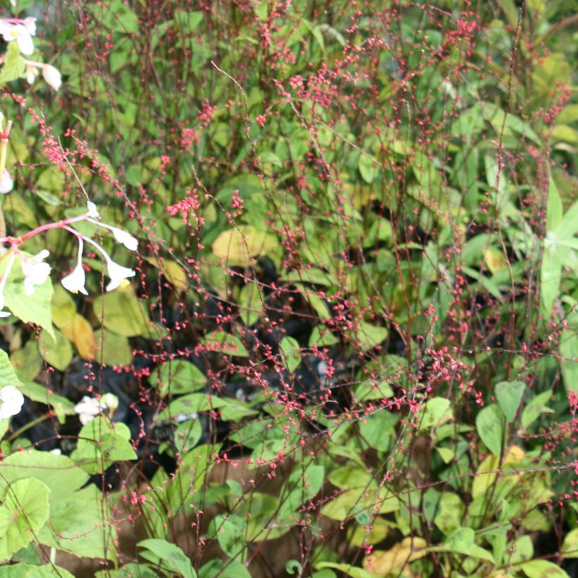 Renouée - Persicaria filiformis (Floraison)