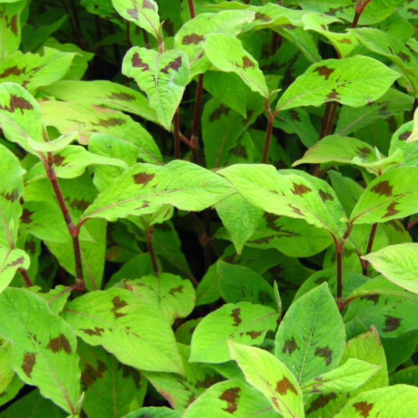 Renouée - Persicaria filiformis (Feuillage)