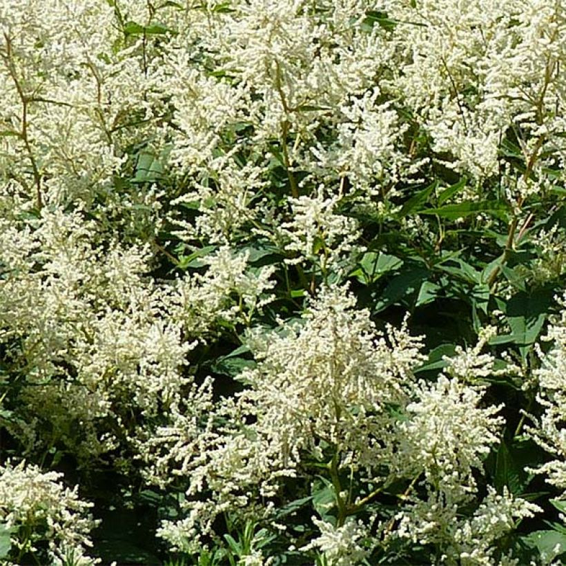 Renouée - Persicaria polymorpha (Floraison)