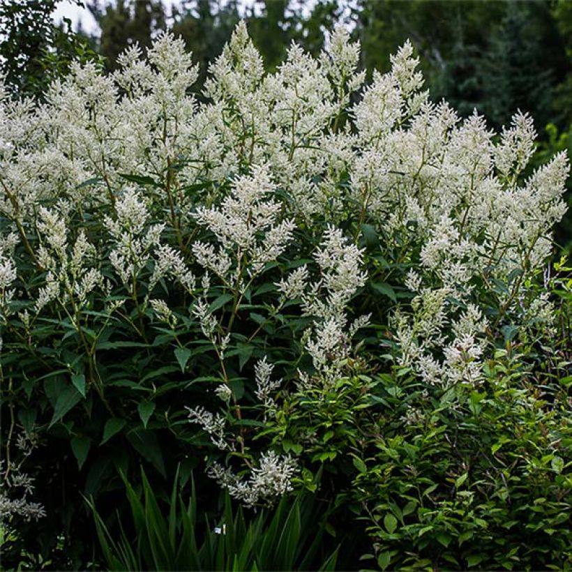 Renouée - Persicaria polymorpha (Port)