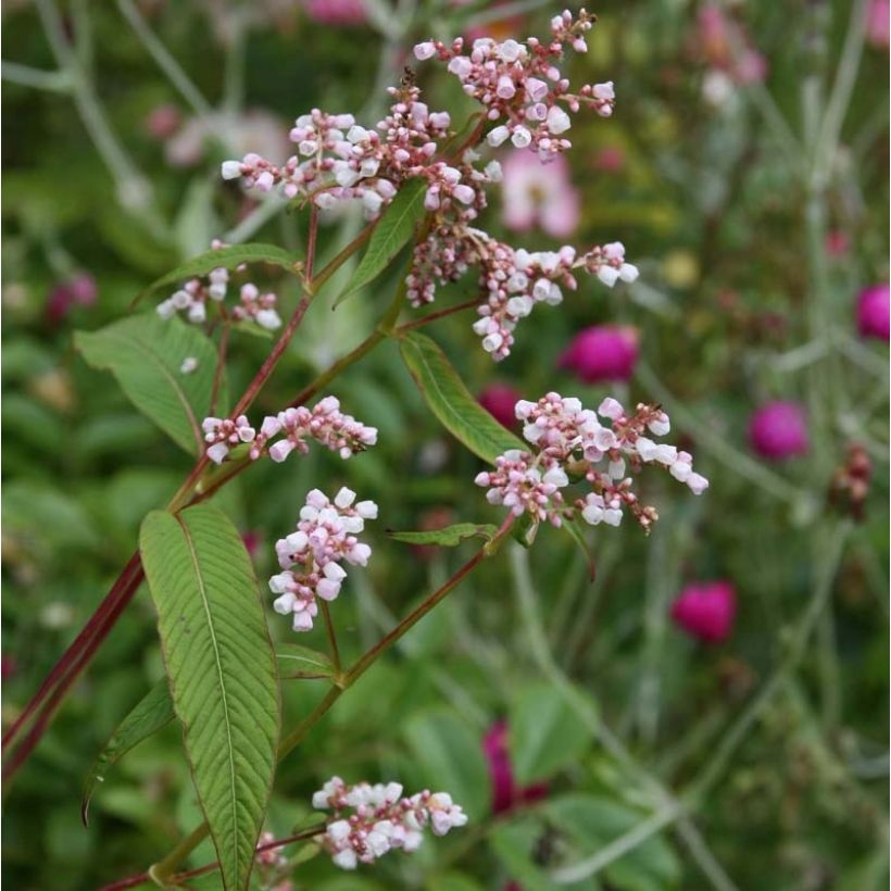 Renouée - Persicaria campanulata (Floraison)