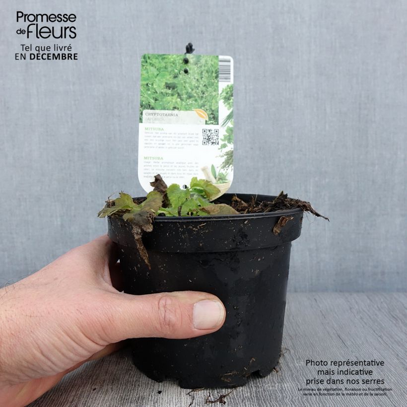 Spécimen de Persil japonais - Cryptotaenia japonica Pot de 1,5L/2L tel que livré en automne