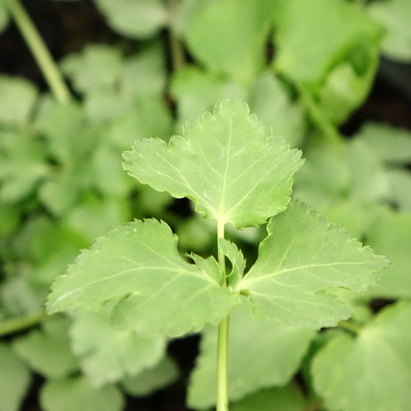 Persil japonais - Cryptotaenia japonica (Feuillage)