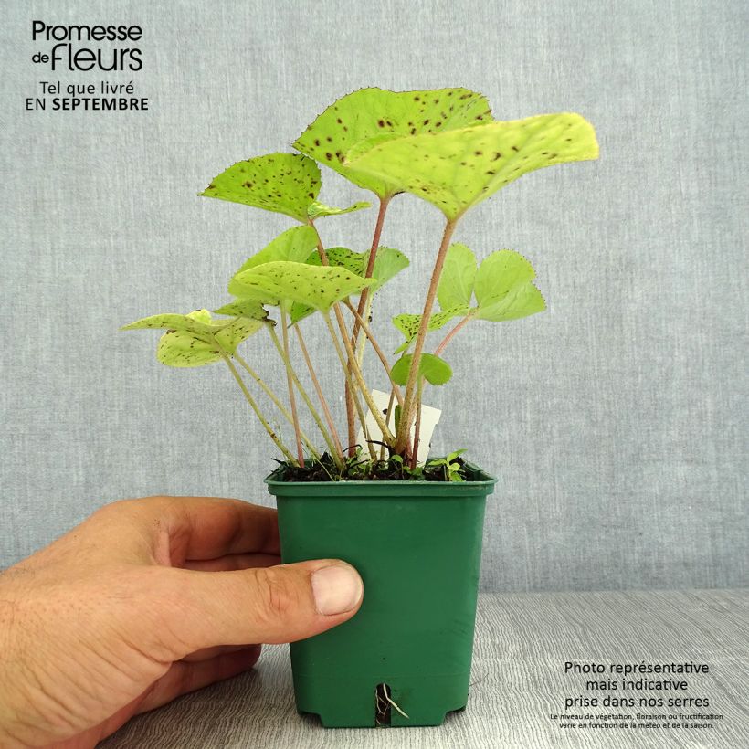 Spécimen de Petasites fragrans - Héliotrope d'hiver Godet de 8/9 cm tel que livré en été