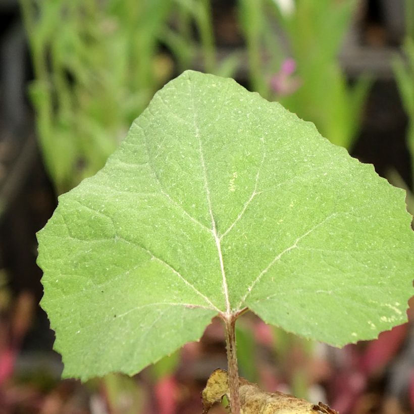 Petasites japonicus Giganteus - Pétasite japonaise Giganteus (Feuillage)
