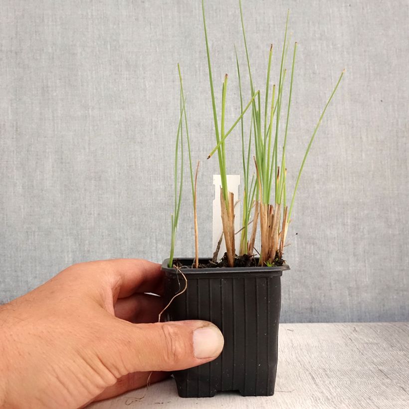 Spécimen de Petite massette - Typha minima Godet de 8/9 cm tel que livré en été