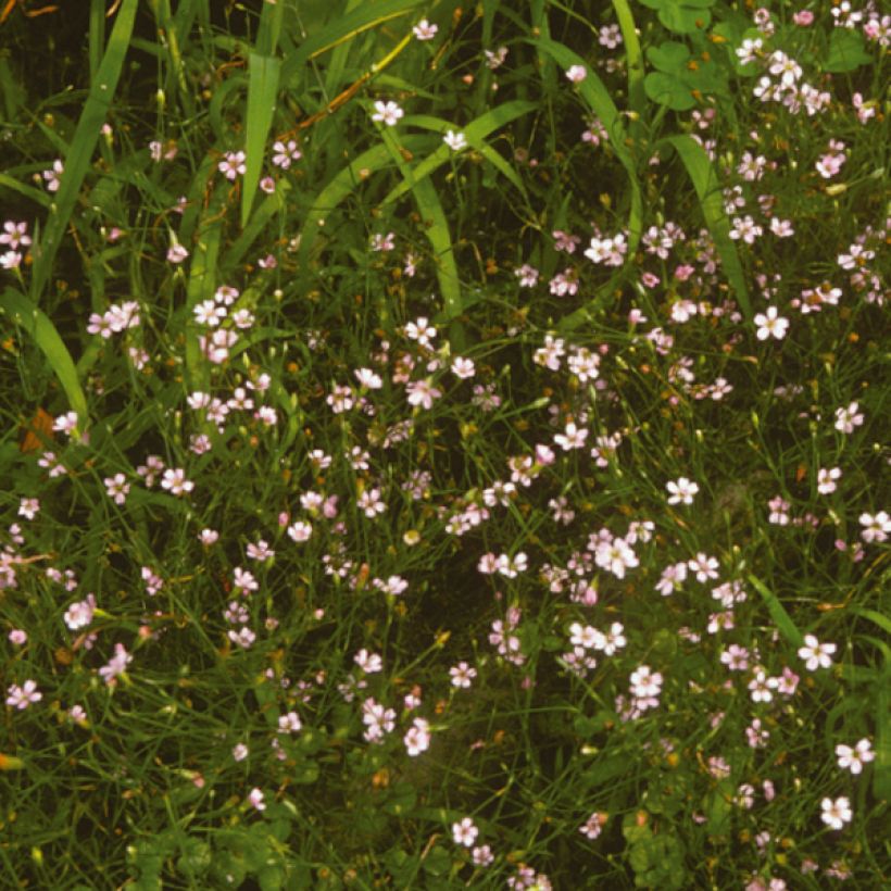 Oeillet des rochers - Petrorhagia saxifraga (Floraison)