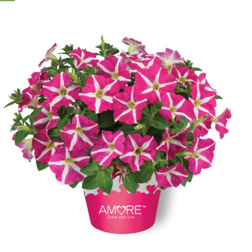 Pétunia Amore Pink Hearts (Port)