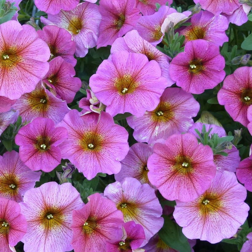 Pétunia BeautiCal Sunray Pink - Petchoa hybrida (Floraison)