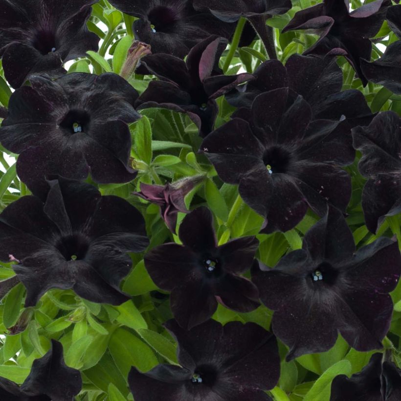 Pétunia Black Ray (Floraison)