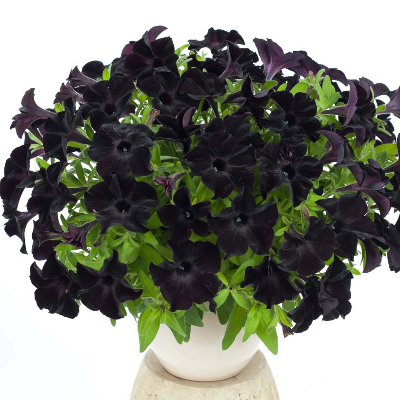 Pétunia Black Ray (Port)