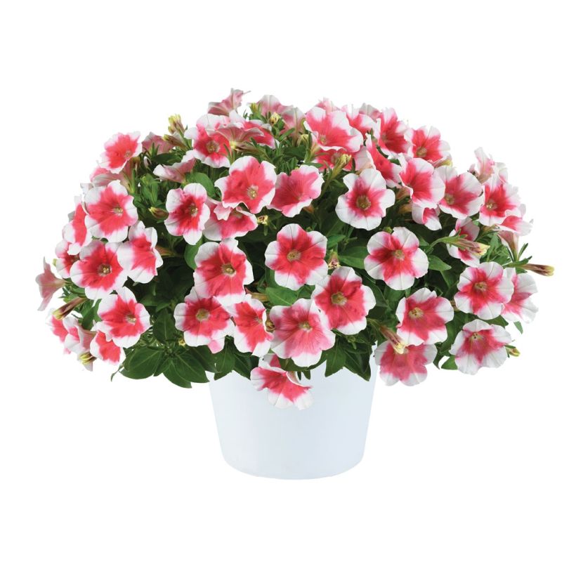 Petunia Capella Cherry Vanilla (Floraison)