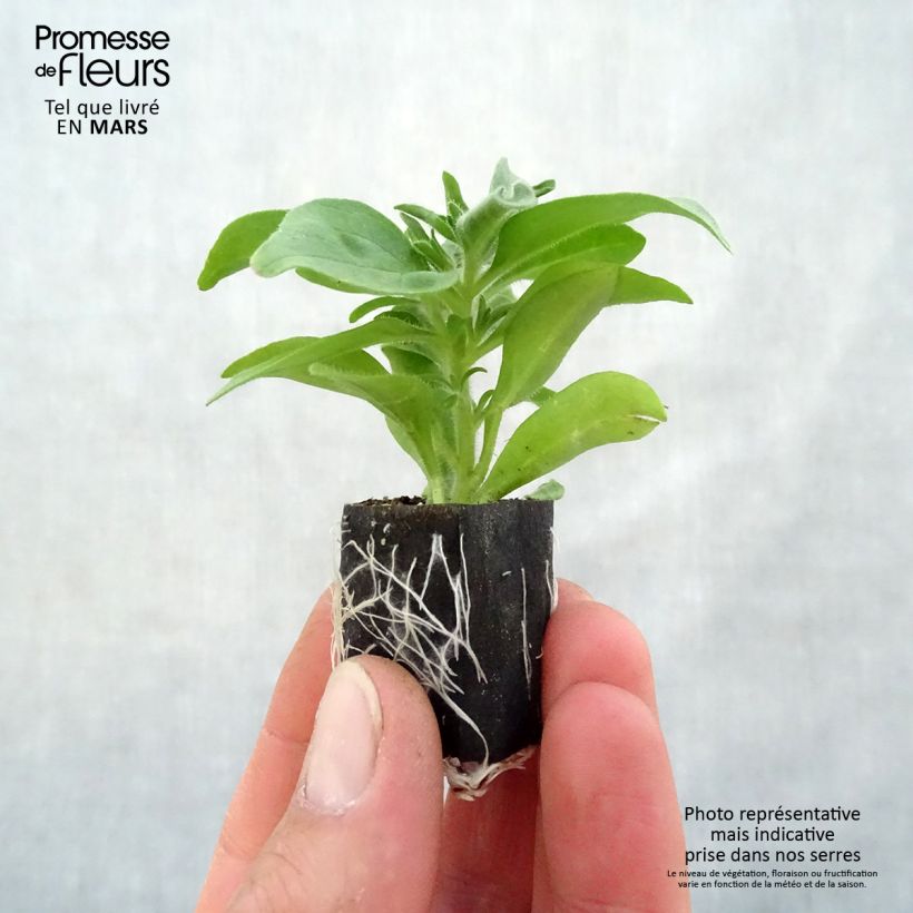 Spécimen de Pétunia Cardinal Rim - Mini-motte Ø 3/4 cm tel que livré au printemps
