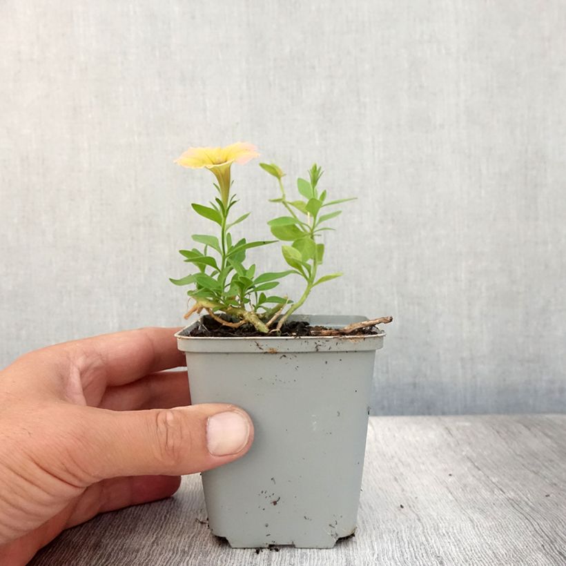 Spécimen de Pétunia Cascadias Indian Summer Godet de 8/9 cm tel que livré en été