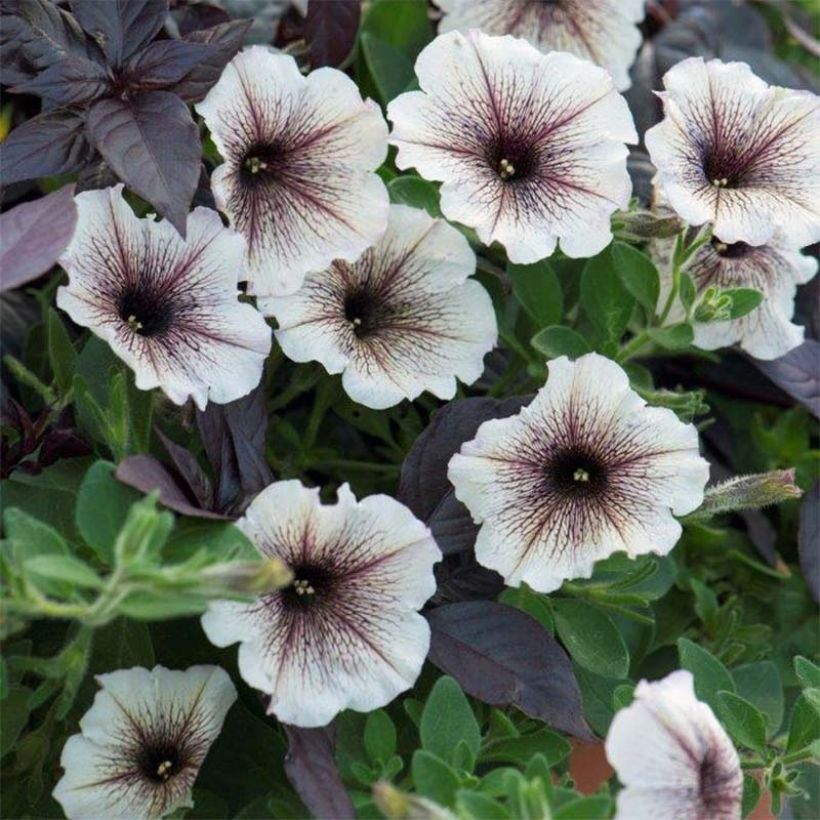 Petunia Designer Cappuccino (Floraison)